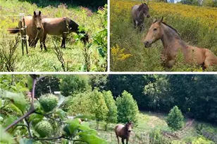 244 Flat Springs Rd, Elk Park, NC 28622 - Photo 15