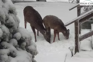 101 Courtside Ln, Beech Mountain, NC 28604 - Photo 41