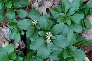 57 Village Rd, Roaring Gap, NC 28668 - Photo 39