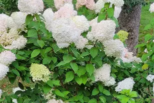 323 Sugar Tree Ln, Sugar Mountain, NC 28604 - Photo 49