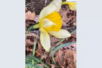 48 Saddle Mountain Church Road, Ennice, NC 28623 - Photo 23