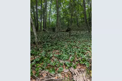 Tbd Rocky Mountain Road, Sparta, NC 28627 - Photo 1