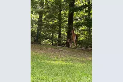 79 Elk Horn Road, Ferguson, NC 28624 - Photo 11
