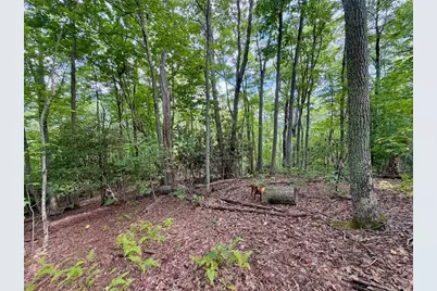 Tbd Galax Lane, Banner Elk, NC 28604 - Photo 1