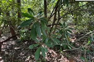 110 Pond Creek Ln, Beech Mountain, NC 28604 - Photo 1