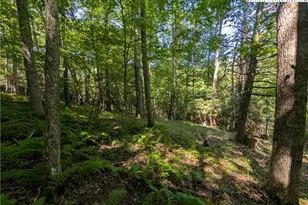 Tbd Sharon Sweeney Rd, Crumpler, NC 28617 - Photo 1