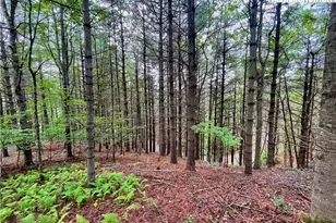 Tbd Daniel Pierce Rd, West Jefferson, NC 28694 - Photo 1