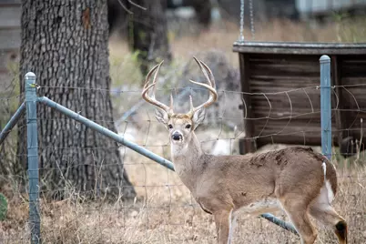 Lot 436 Fir Ln, Cottonwood Shores, TX 78654 - Photo 5