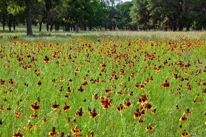 1364 N Walnut Springs Road, Johnson City, TX 78636 - Photo 9