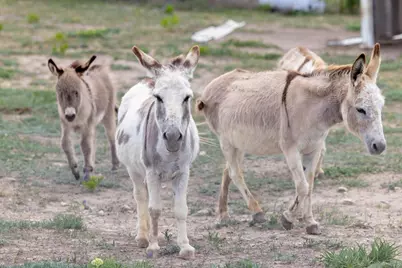 1283 Rattlesnake Trl, Burnet, TX 78611 - Photo 23