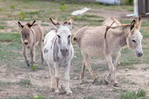 1283 Rattlesnake Trl, Burnet, TX 78611 - Photo 19