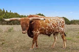 1283 Rattlesnake Trl, Burnet, TX 78611 - Photo 23