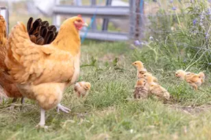 1283 Rattlesnake Trl, Burnet, TX 78611 - Photo 17