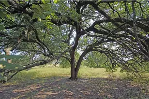 5341 Co Rd 236, Liberty Hill, TX 78642 - Photo 3