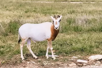 Lot 128 Oryx View Drive, Harper, TX 78631 - Photo 19