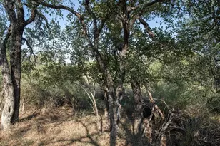 Lot 219 Timber Valley Ln, Granite Shoals, TX 78654 - Photo 1