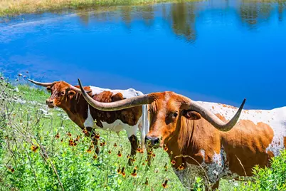 518 W Sunset Drive, Johnson City, TX 78636 - Photo 13