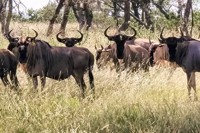 Lot 93 Stock Pond Drive, Harper, TX 78631 - Photo 11