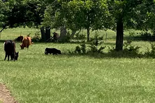 2029 Co Rd 200, Burnet, TX 78611 - Photo 11