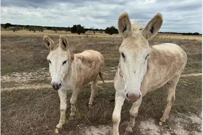 126 Acres County 204 Road, Burnet, TX 78611 - Photo 9