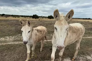 126 Acres County 204 Rd, Burnet, TX 78611 - Photo 9