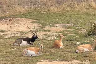 281 Cedar Mountain Dr, Marble Falls, TX 78654 - Photo 29