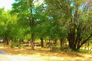 735 Birch (4Lots Street To Street) Ln, Cottonwood Shores, TX 78657 - Photo 1