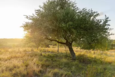 68 Leaning Madrone Drive, Johnson City, TX 78636 - Photo 27