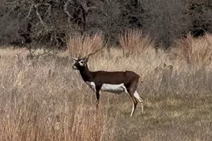 100 S Waterbuck Wy, Lampasas, TX 76550 - Photo 15