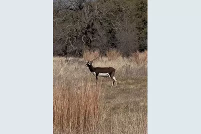 Tbd Blackbuck Ridge Dr. Lot 181, Lampasas, TX 76550 - Photo 23