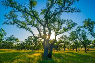 0 Bountiful Oaks, Johnson City, TX 78636 - Photo 1