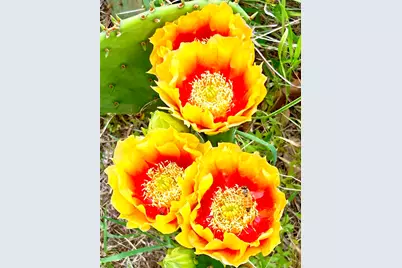 40012B Hi Ridge Road, Horseshoe Bay, TX 78657 - Photo 13