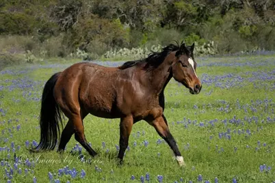 Escalar Drive, Llano, TX 78643 - Photo 9