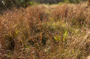 1188 Crown Ln, Burnet, TX 78611 - Photo 11