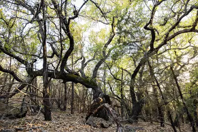 1188 Crown Lane, Burnet, TX 78611 - Photo 7