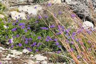 Cr 334 & Cr 336, Bertram, TX 78605 - Photo 5