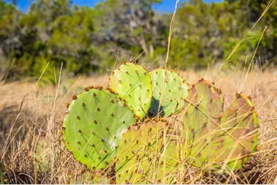 4772 County Road 340, Burnet, TX 76905 - Photo 23