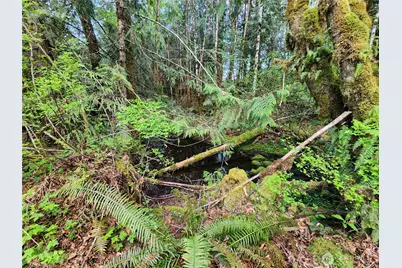 992 Sunrise Road, Brinnon, WA 98320 - Photo 7