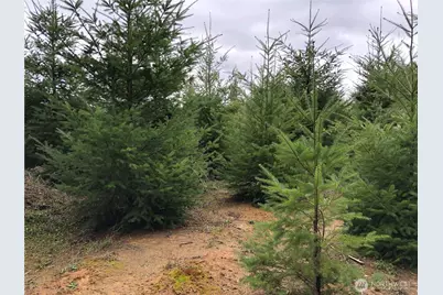 217 Xx Thompson Creek Road, Tenino, WA 98589 - Photo 11