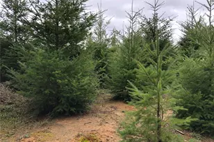 217 Xx Thompson Creek Rd, Tenino, WA 98589 - Photo 11