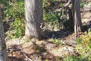 821 E Olde Lyme Rd, Shelton, WA 98584 - Photo 27