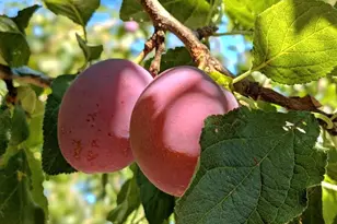 1497 Old Military Rd SE, Tenino, WA 98589 - Photo 37