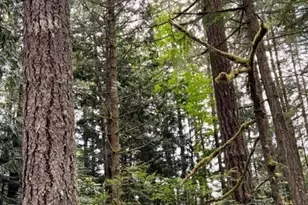 135 NW Walker Rd, Poulsbo, WA 98370 - Photo 19