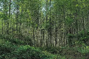 1513 State Route 8, McCleary, WA 98557 - Photo 31