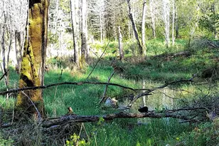 1513 State Route 8, McCleary, WA 98557 - Photo 15