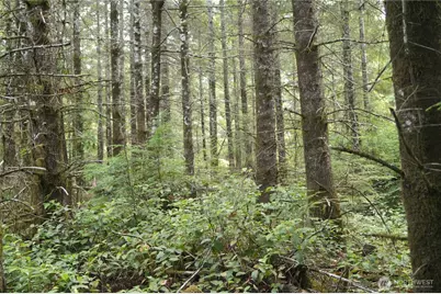 0 Nka Brooklyn Road, Oakville, WA 98568 - Photo 3