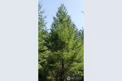 0 Winter Road, Winlock, WA 98596 - Photo 21