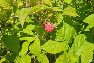 1402 22nd St NE, Auburn, WA 98002 - Photo 35