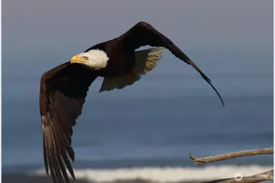 708 Sea Vista Lane, Grayland, WA 98547 - Photo 39