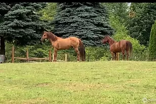 19910 NE 356th St, Yacolt, WA 98675 - Photo 35